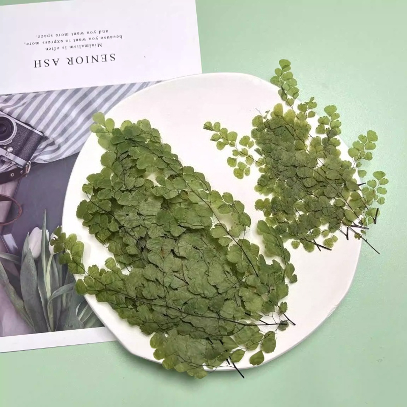 Supplies Of Candle - 6pcs,Natue Maidenhair Fern Pressed Dry Flowers-Epoxy