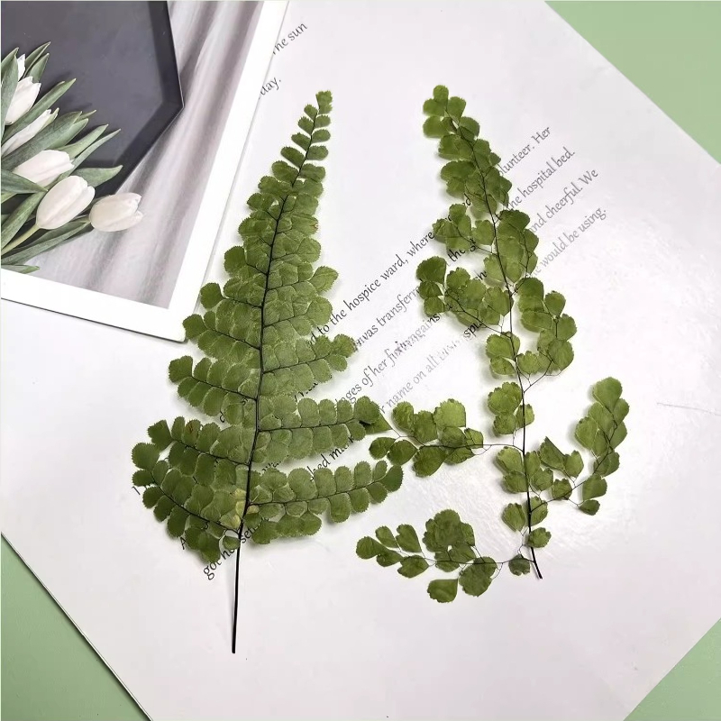 6pcs,Natue Maidenhair Fern Pre - Supplies Of Candle 评论和价格